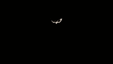 File:P5R Atlus Logo Screenshot.gif