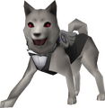 Koromaru Tuxedo