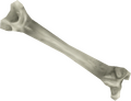 Bone