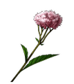 Thoroughwort