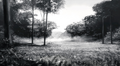 Monochrome Forest