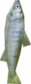 Inaba Trout