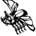 Emperor Beetle