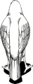 Unused back artwork of Malphas