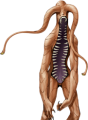 Pisaca