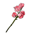 Sweet Pea