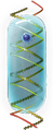 Gene