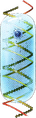 Gene