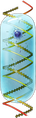Gene