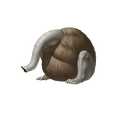 Nozuchi