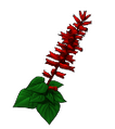 Salvia