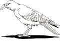 Unused side artwork of Malphas