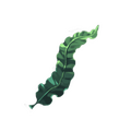 Seaweed