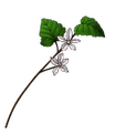 Raspberry Flower