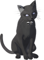 Schroedinger