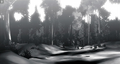 Monochrome Forest